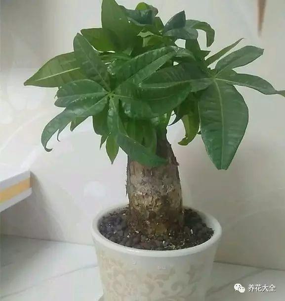 简易养鹅大棚建设方法