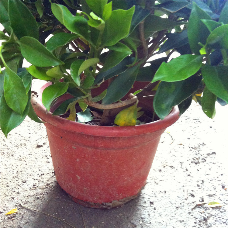 康乃馨种植方法：打造属于自己的美丽花海