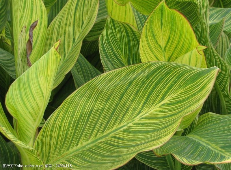 白菜种植方法：掌握关键技巧，轻松种植新鲜蔬菜