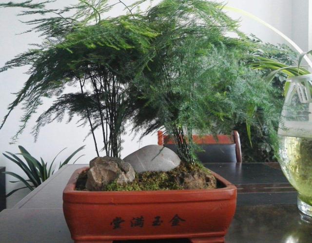 茶花的养殖方法和注意事项