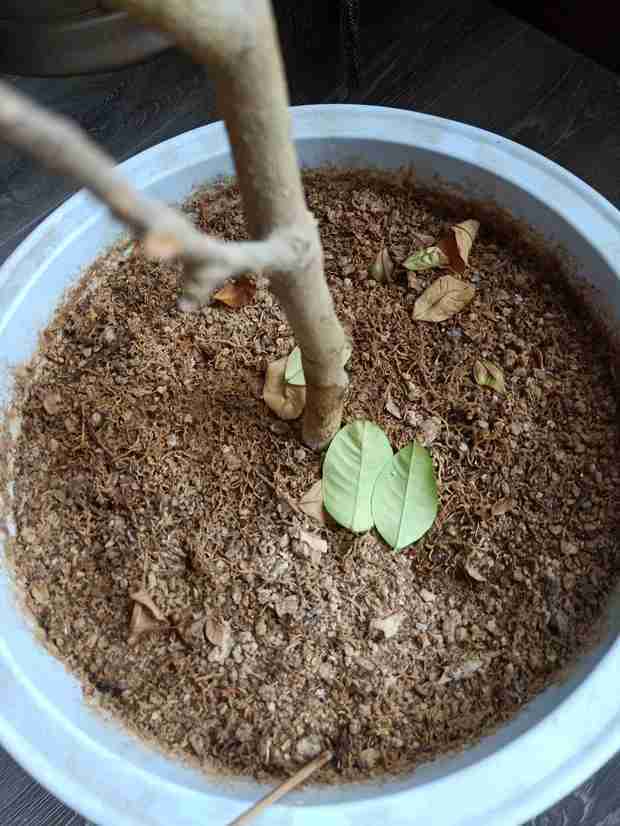 金银花的种植方法