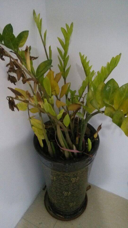 面包虫的饲养方法
