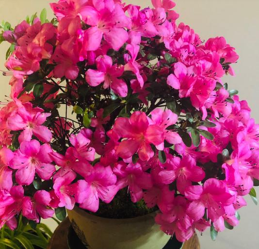 牡丹花嫁接方法视频：掌握技巧，养出绚丽花海