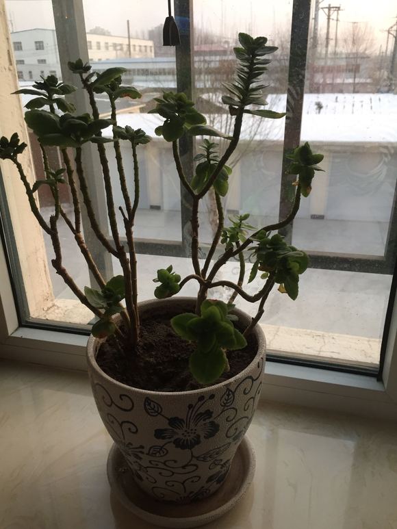 一帆风顺盆栽：养殖技巧与寓意解析