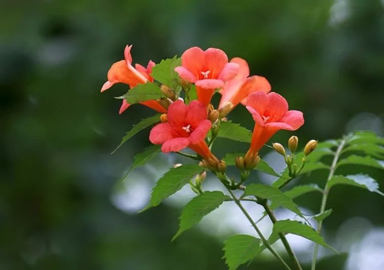种花椒的方法视频：种植技巧与养护指南