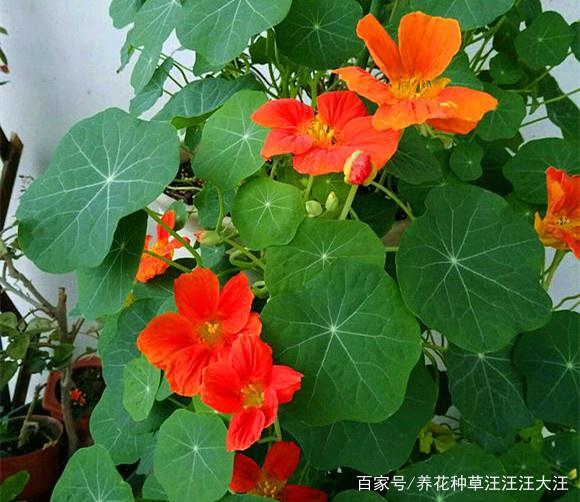 嫁接橘子树的方法：高效繁殖技巧详解