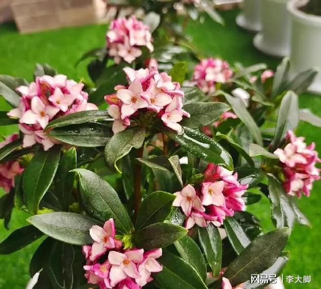 紫薇枝条扦插技术：繁衍美丽的关键步骤