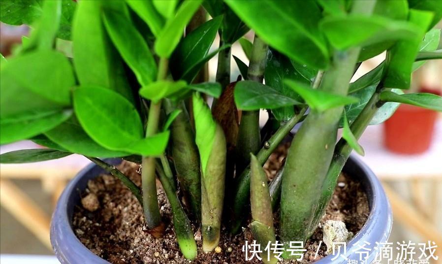 盆栽火棘怎么养：专业园丁养护指南