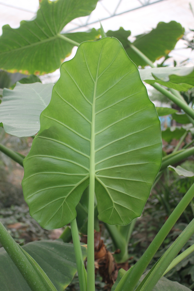 黄秋葵种植方法：掌握要领，丰收在望