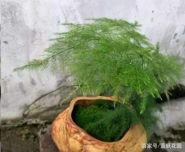 发财树种植方法：掌握关键技巧，让你的财运滚滚来