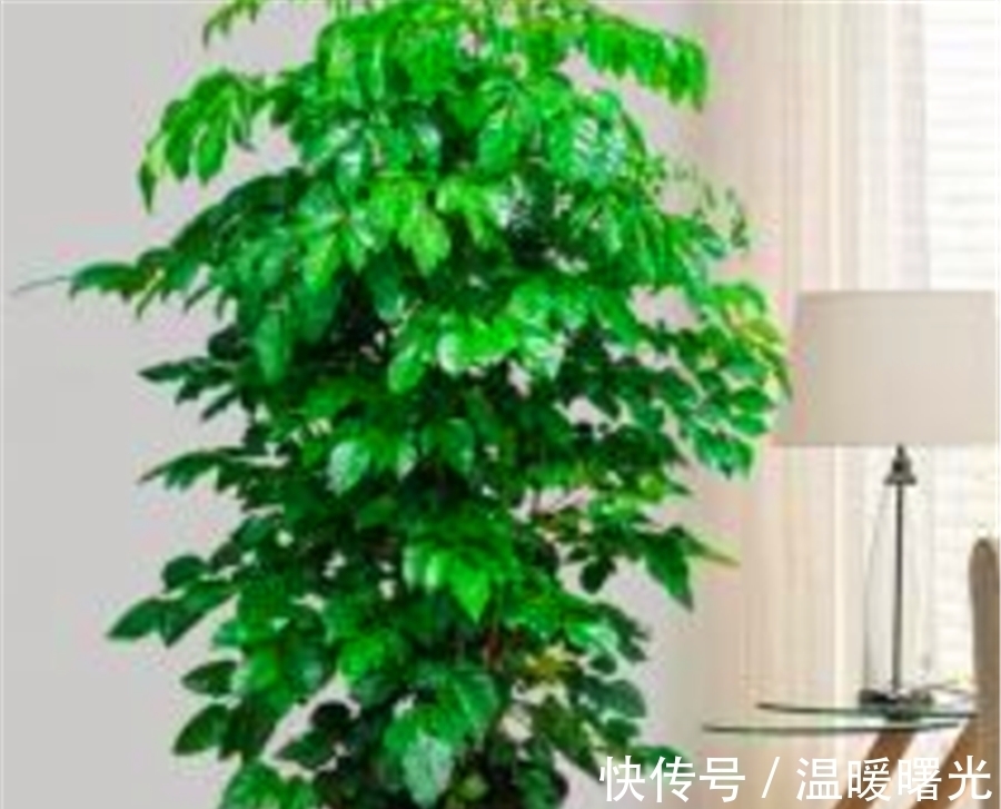 小萝卜的种植方法