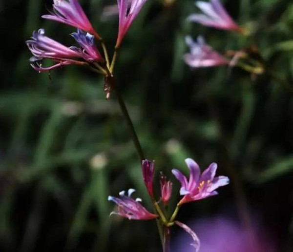 茉莉花的栽培方法