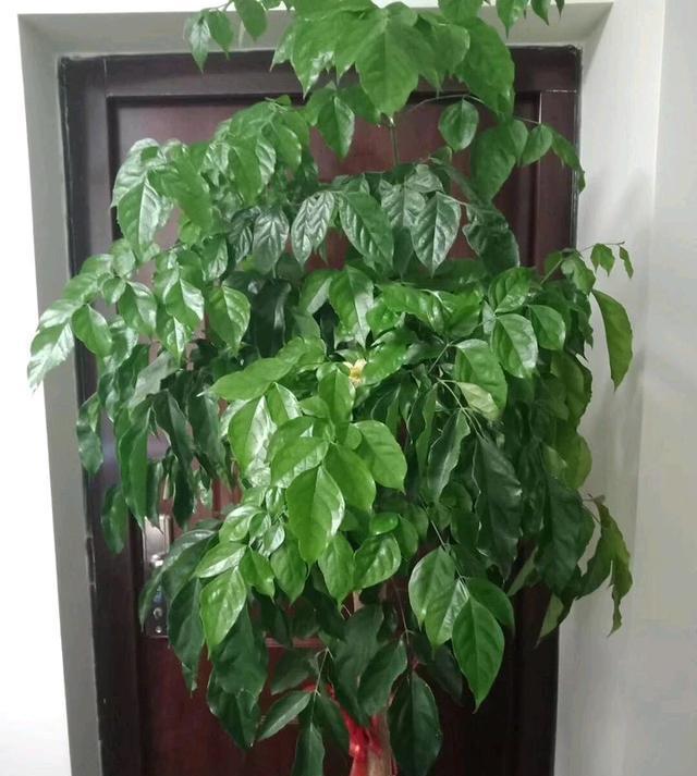 木耳菜的种植方法