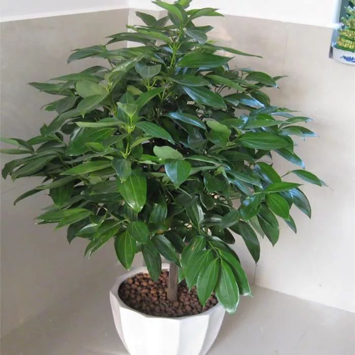 盆栽玫瑰花的种植方法