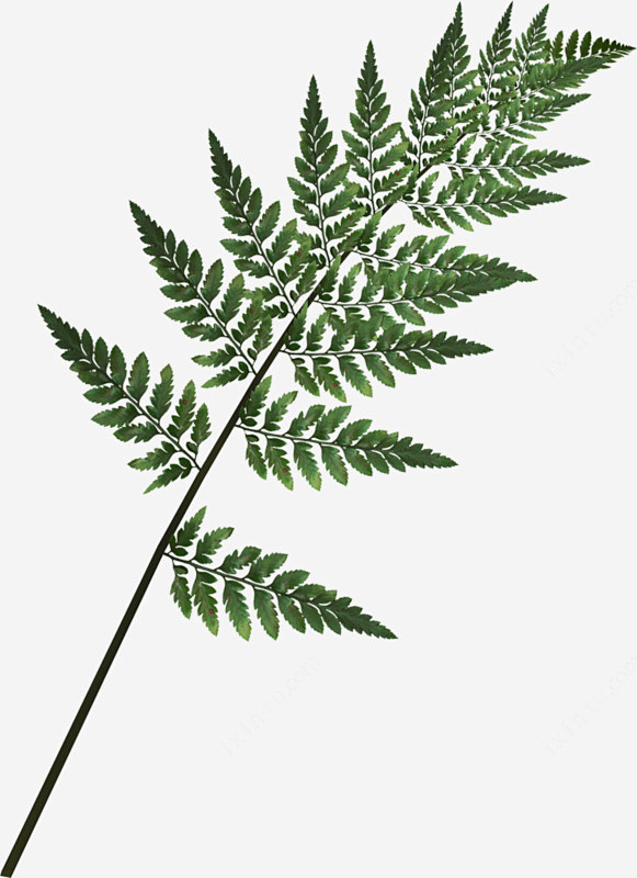 惠兰花怎么养殖方法