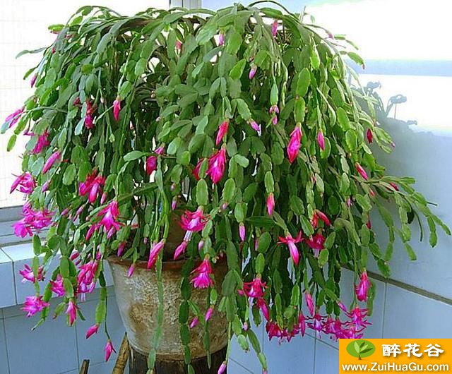 牵牛花怎样种植方法