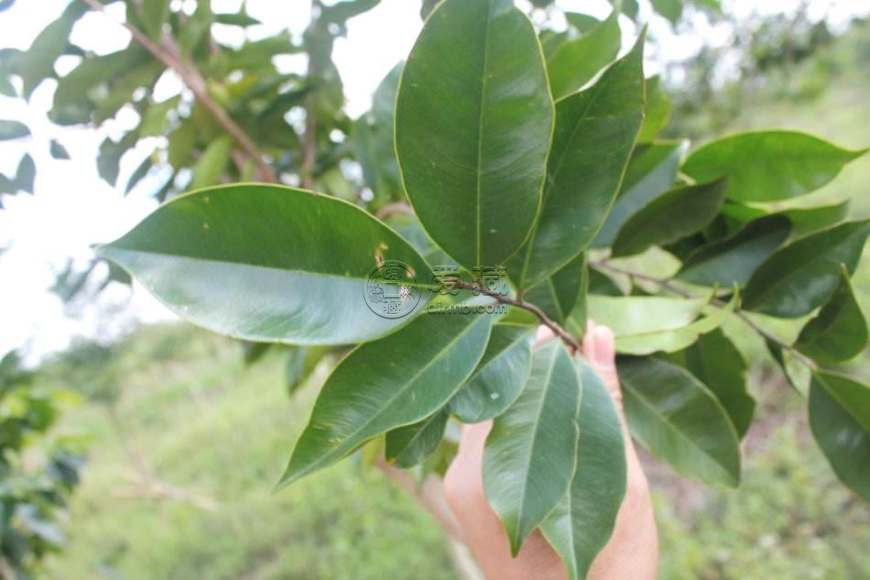 盆栽杨梅技术：掌握要点，实现家中种植美味果实