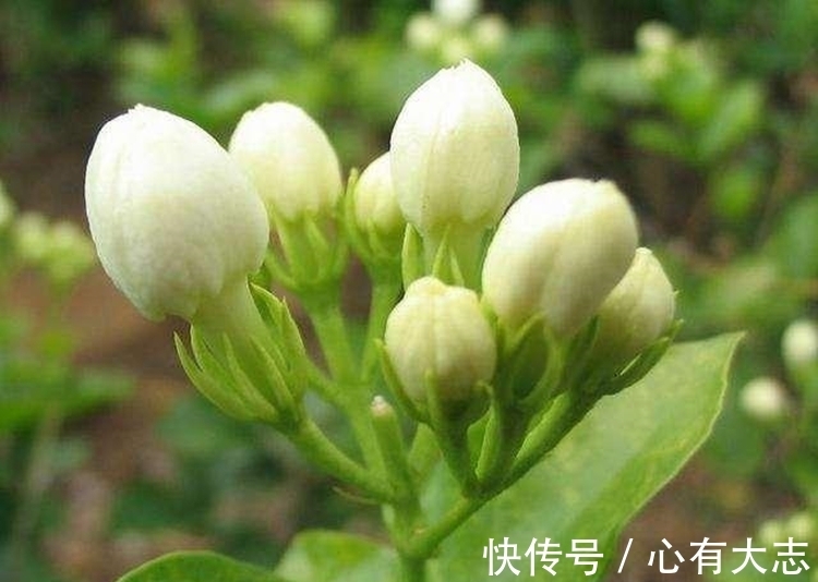 盆栽葡萄树怎么修剪：专业园丁的修剪指南