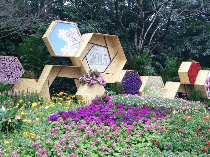幸福树修剪方法视频：让您的绿植更加繁茂