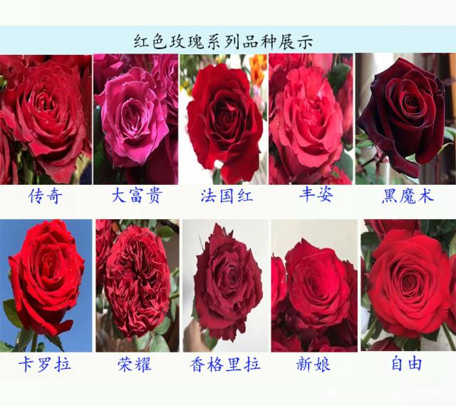 黄金雀盆栽：养殖技巧与养护指南