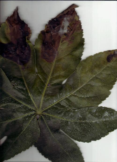 榕树盆栽球：打造独特绿意空间的艺术