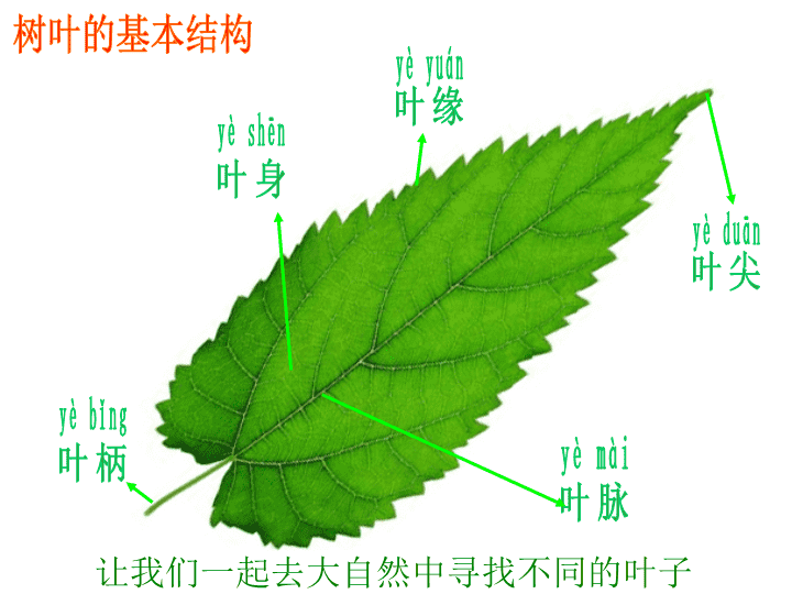 韭黄的种植方法：掌握要领，收获鲜嫩韭黄
