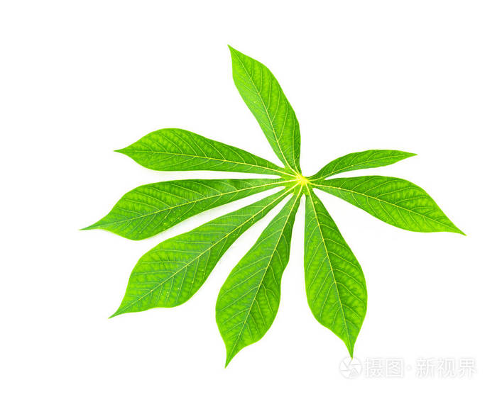 绣球扦插上盆：掌握技巧，让绣球花开满枝头