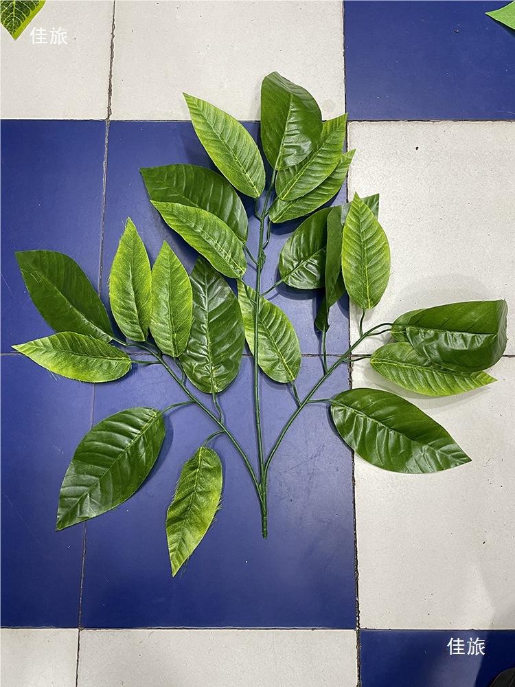 龙骨花养殖方法：打造室内绿色风景线