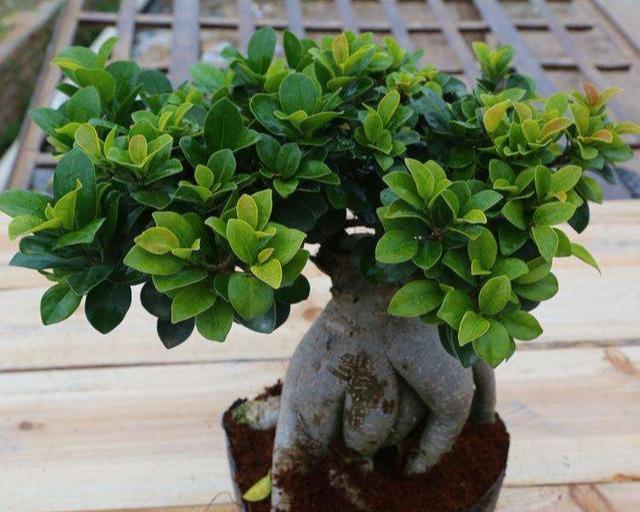 口蘑的种植方法：掌握关键技巧，实现高效产出
