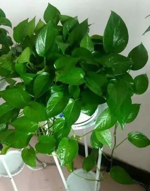 荷兰豆的种植方法：从选种到丰收的全方位指南