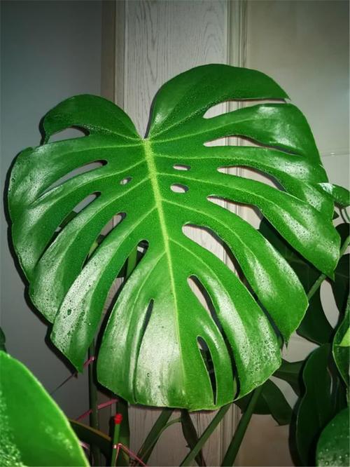 榕树树枝怎样扦插 - 植物养殖园丁指南