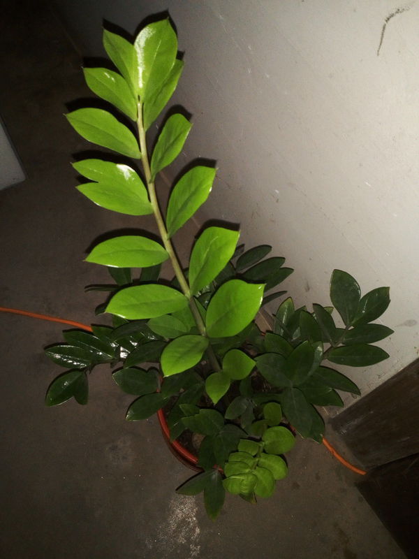 荷花养殖方法：打造水上花园的秘诀