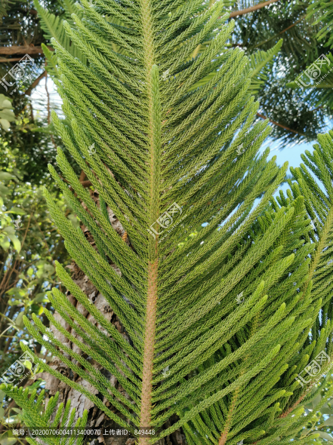 土豆的种植方法和时间