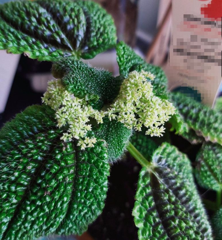 月季花的嫁接方法：打造独一无二的花园美景