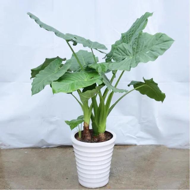 欧月盆栽怎么养：种植与养护指南
