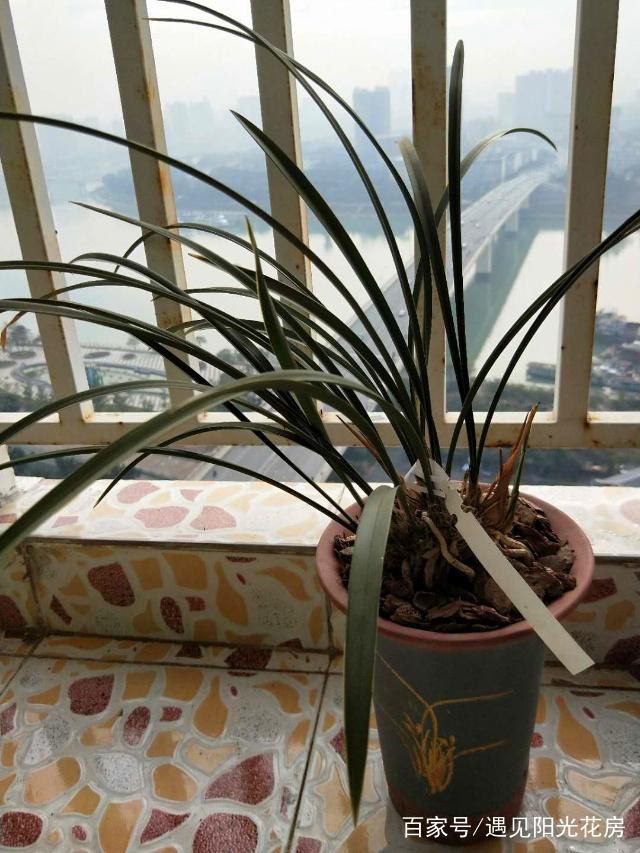 蟹爪兰扦插：繁殖新植株的详细指南