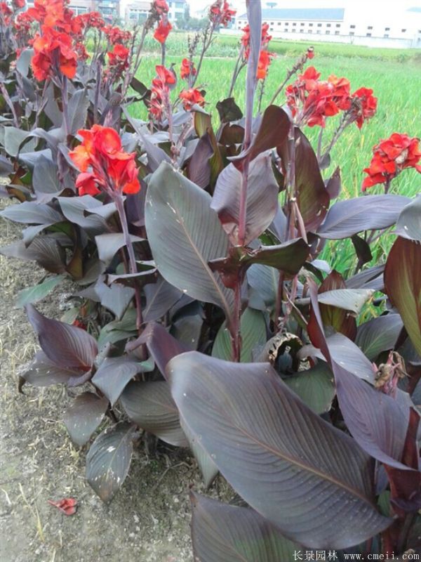 荔枝的种植方法：掌握关键技术，收获甜蜜果实