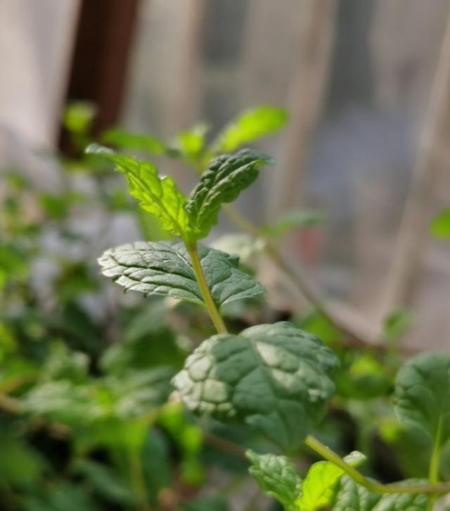 如何养殖盆栽核桃：家庭绿植新选择