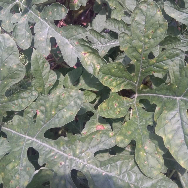 哪些蔬菜盆栽适合在家种植？