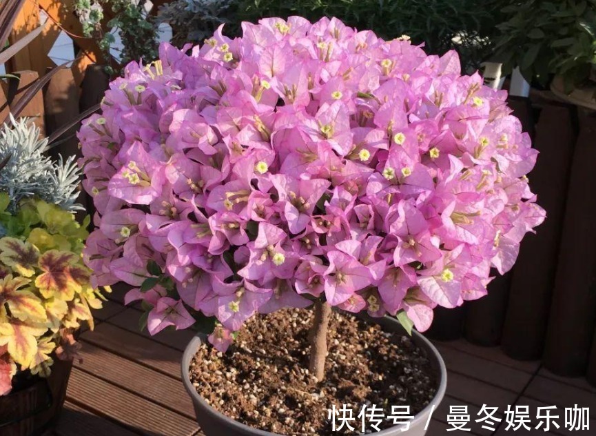富贵竹扦插技术：繁殖新植株的简易指南