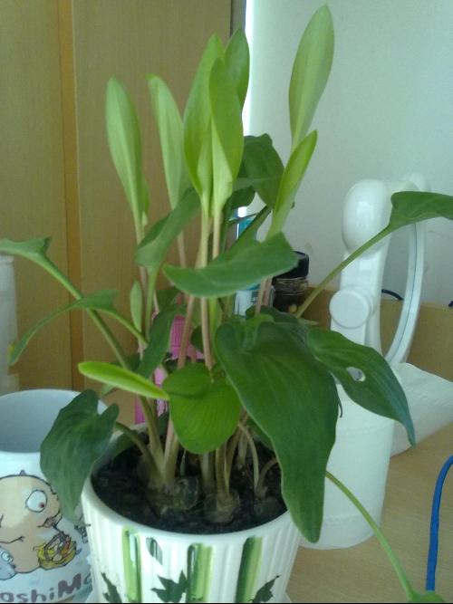 凤梨扦插：家庭种植新选择