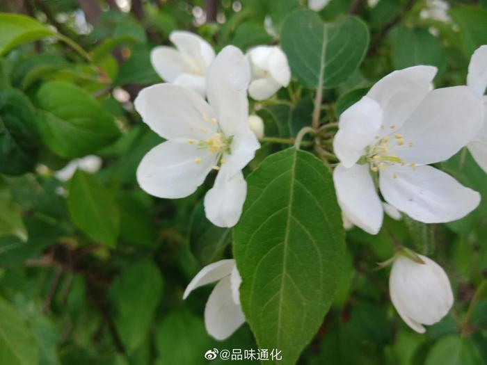 鹅掌柴的扦插：繁殖技巧与实践指南