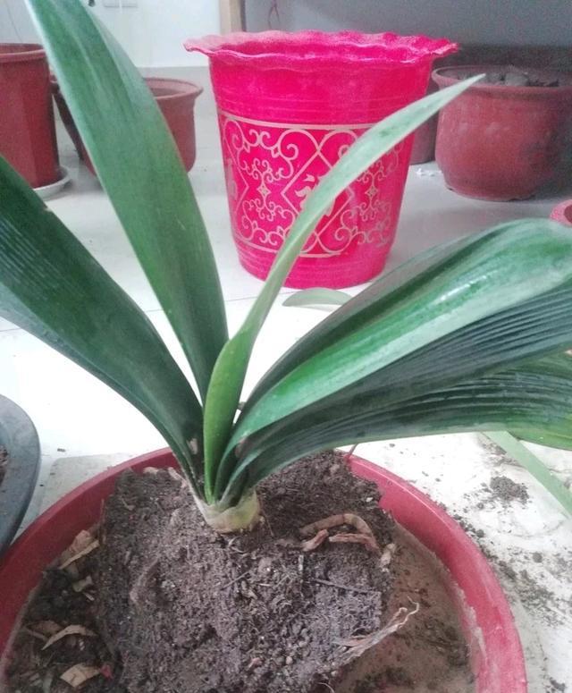 冬季扦插成活率：如何在寒冷季节提高成功率
