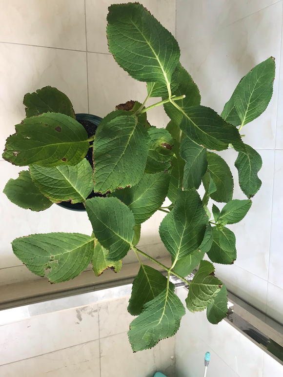 盆栽玫瑰花叶子蔫了，该怎么办？