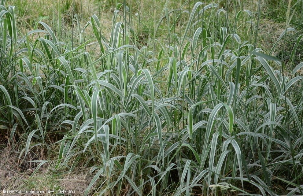 小红掌盆栽：养护指南与美化家居的绿色伴侣