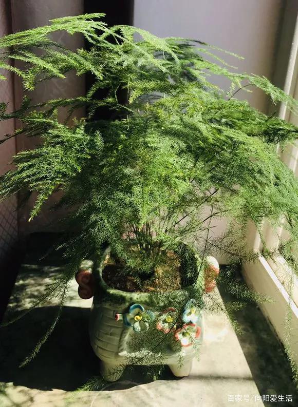 文竹怎么繁殖方法：详解家庭养殖技巧