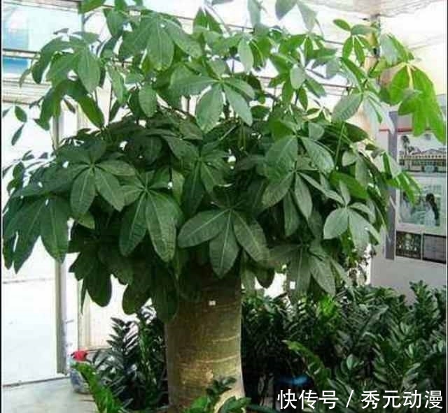 盆栽 叶子下垂：找出原因与解决方法