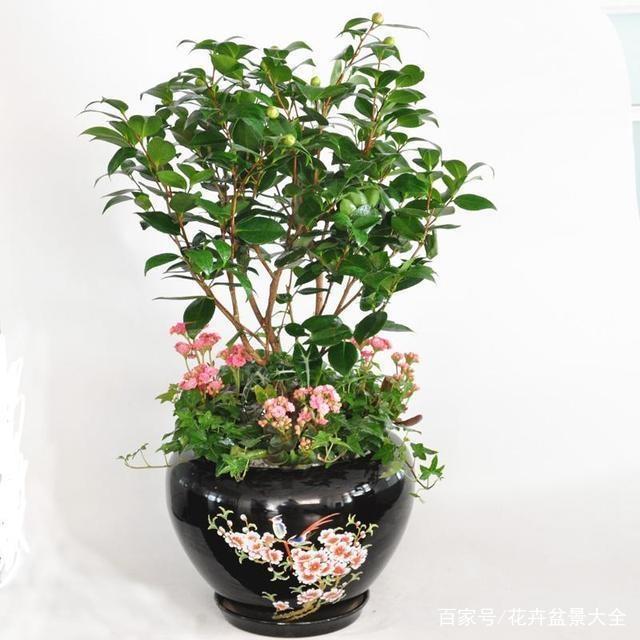 特效盆栽红梅：打造家居温馨的秘诀