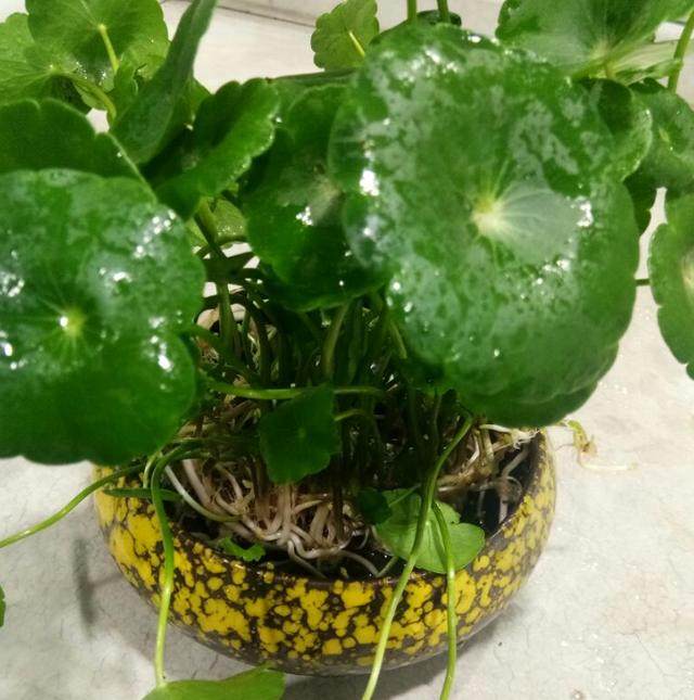 香蕉怎么种盆栽：室内种植香蕉的详细指南