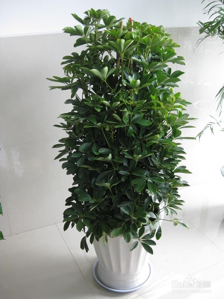 盆栽茉莉修剪视频教程：掌握正确方法，养出繁茂花朵